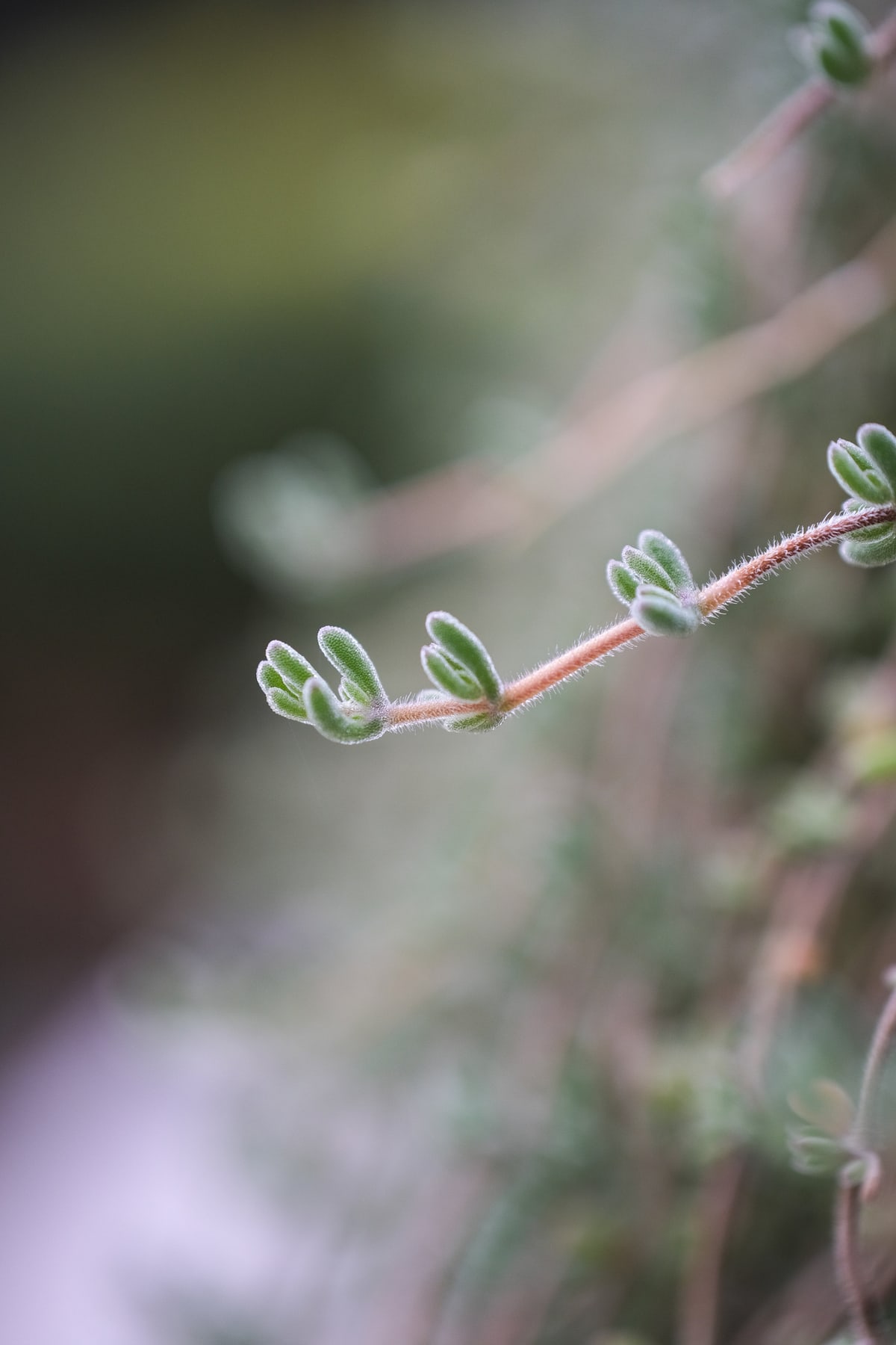 MK-60MM F2.8 Aps-C EF