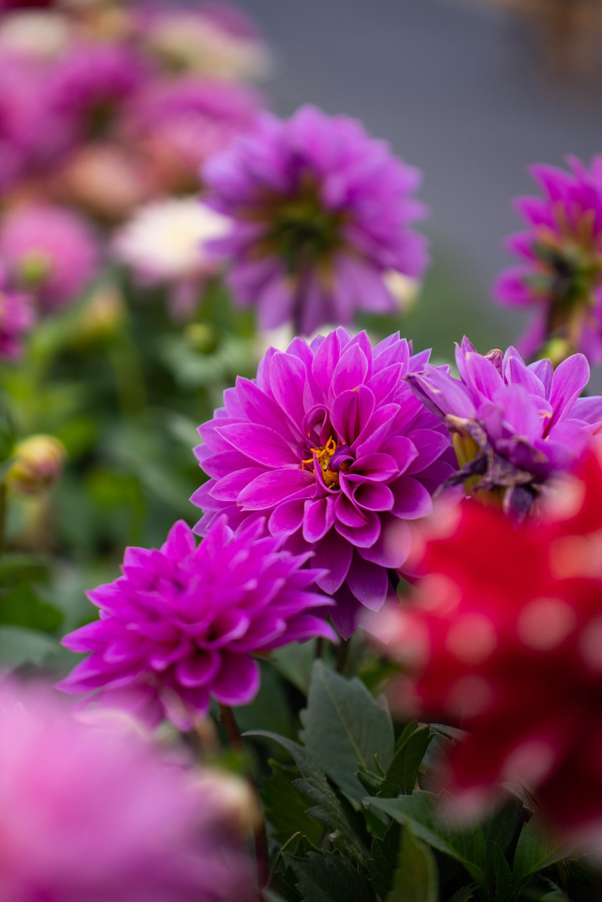 MK-60MM F2.8 Aps-C EF
