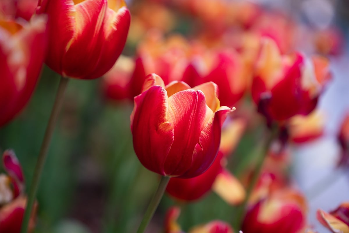 MK-60MM F2.8 Aps-C EF