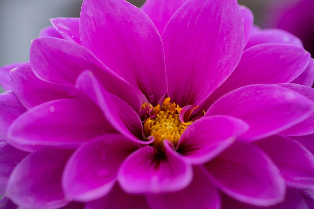 MK-60MM F2.8 Aps-C EF
