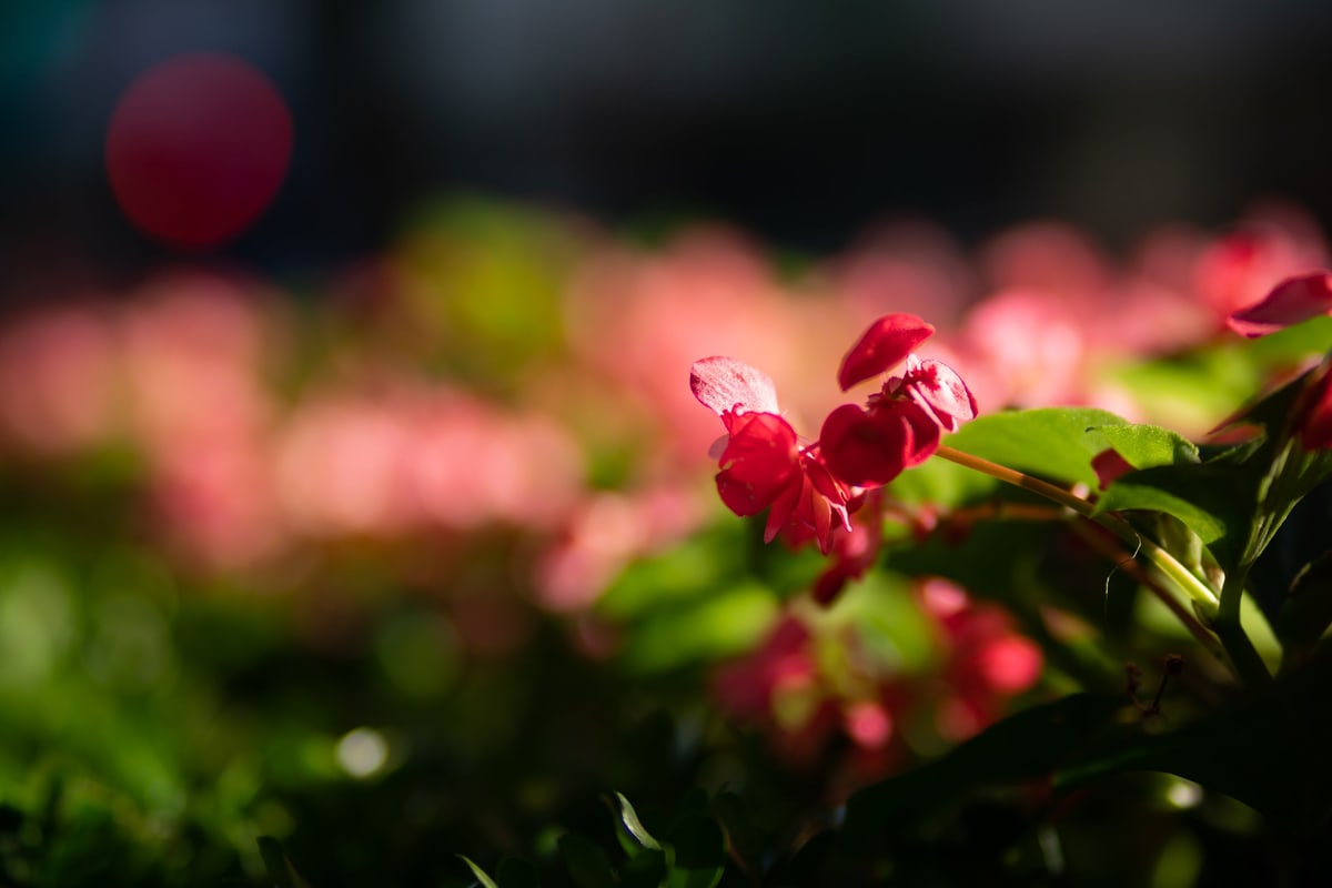 MK-85MM F1.8 AF X