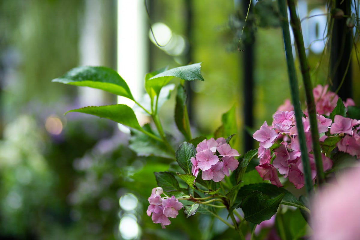 MK-85MM F1.8 AF X