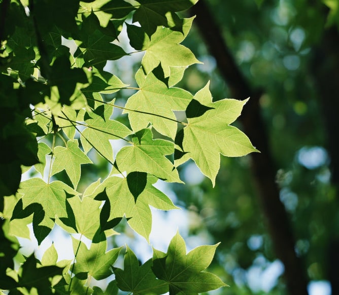 Meike 85mm F1.4 STM MIX II FZ – Rajzolat nagy felbontású szenzorokhoz
