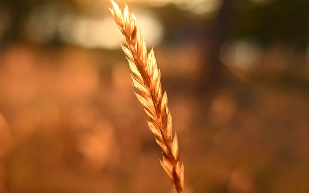 Szép bokeh minden gyújtótávolságon
