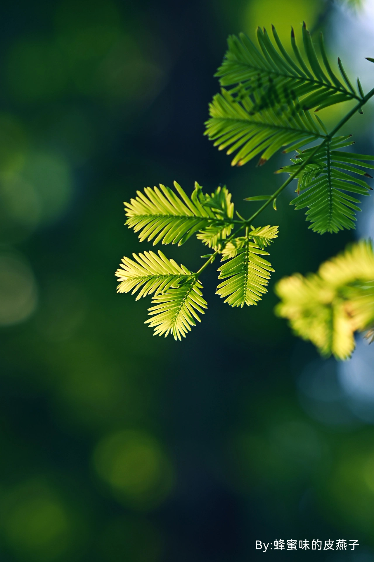 Vzorový snímek pořízený objektivem TTArtisan AF 85mm F1.8 Neo