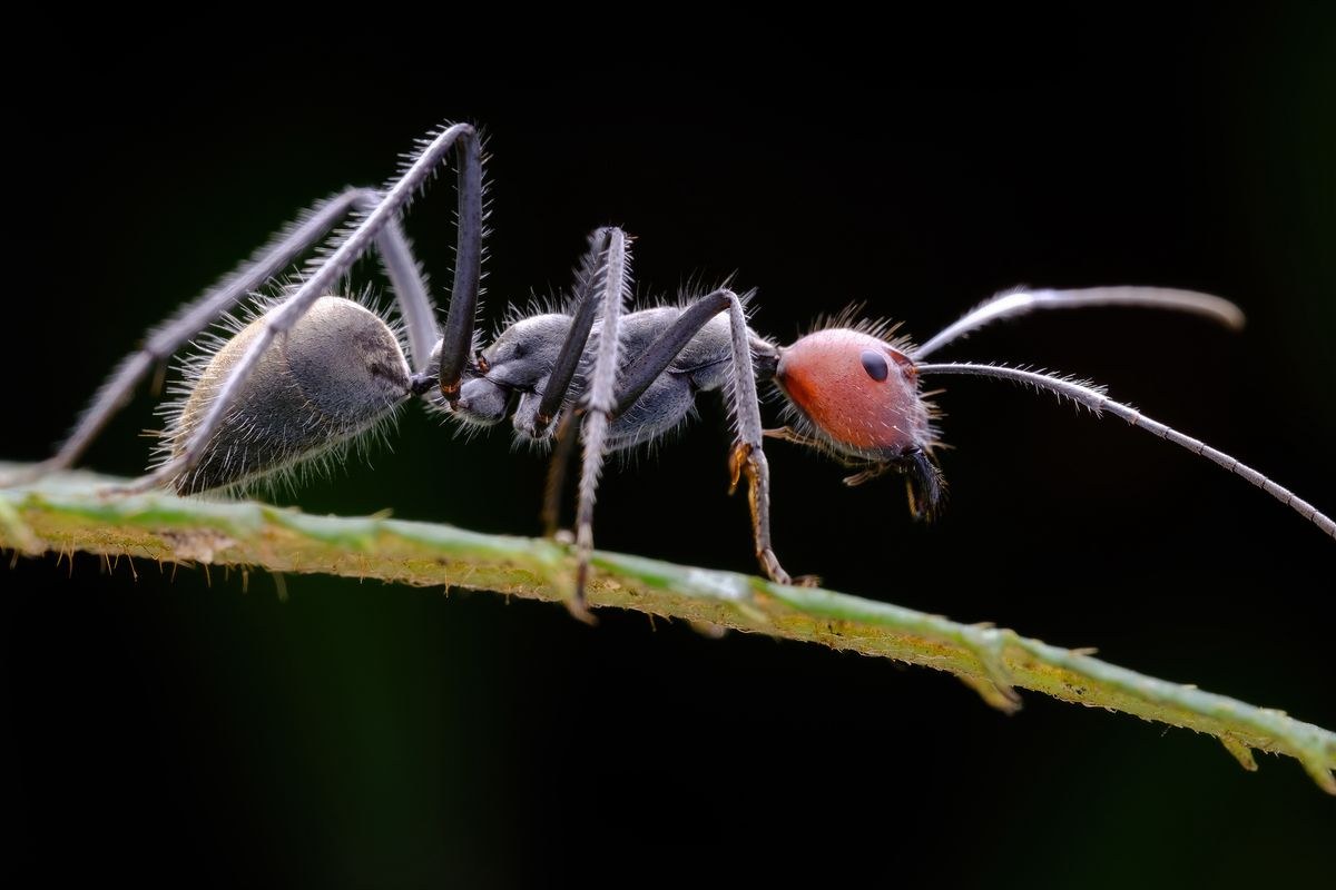 TTArtisan Macro 100mm F2.8 2x – Mintafelvételek