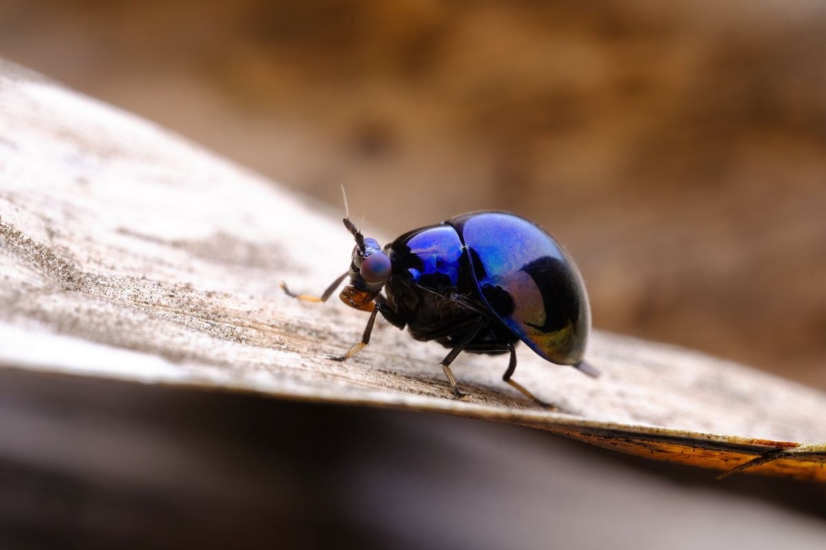 TTArtisan Macro 100mm F2.8 2x – Mintafelvételek