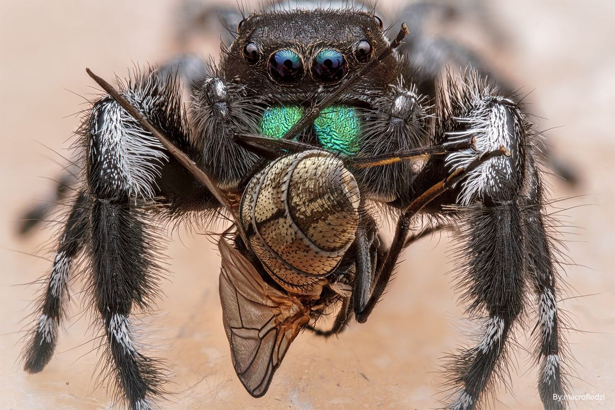 TTArtisan Macro 100mm F2.8 2x – Mintafelvételek