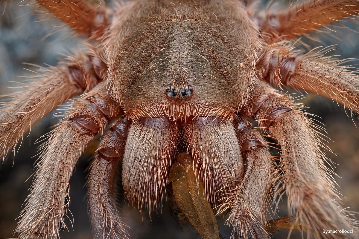 TTArtisan Macro 100mm F2.8 2x – Mintafelvételek