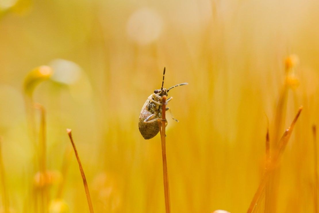 TTArtisan APS-C Macro 40mm F2.8 – Mintafelvételek